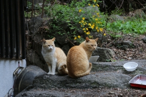 猫の餌付けをしている